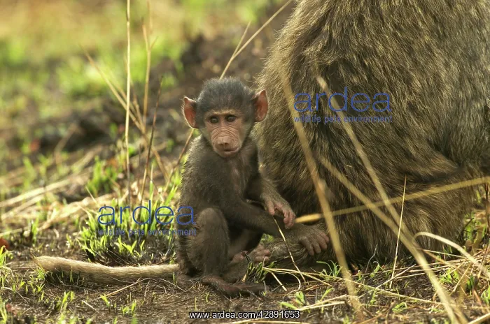 : Olive Baboon - Baby sitting down next to parent : Olive Baboon - Baby sitting down next to parent