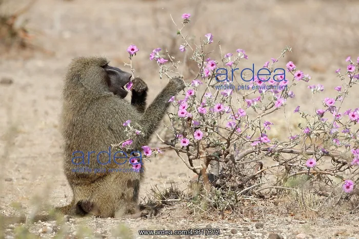 : Olive Baboon eating Morning Glory Flowers, Buffa : Olive Baboon eating Morning Glory Flowers, Buffa