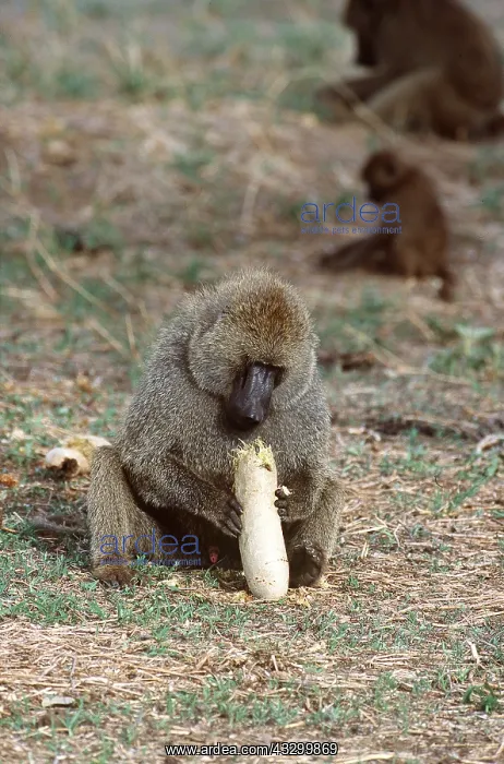  : OLIVE BABOON - Eating Sausage Tree Fruit