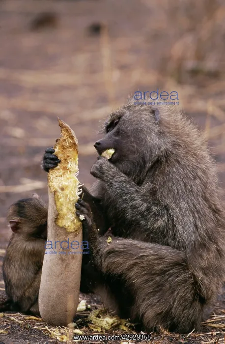  : Olive BABOON - eating 'sausageI from sausage tree