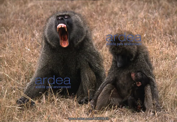 : OLIVE BABOON FAMILY : OLIVE BABOON FAMILY
