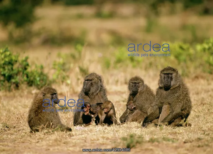 : OLIVE BABOON - family of adults and young : OLIVE BABOON - family of adults and young
