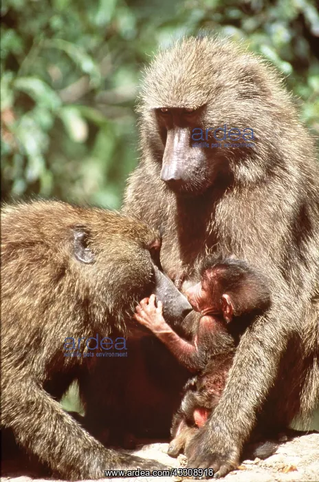  : OLIVE BABOON - Female inspecting young from another female