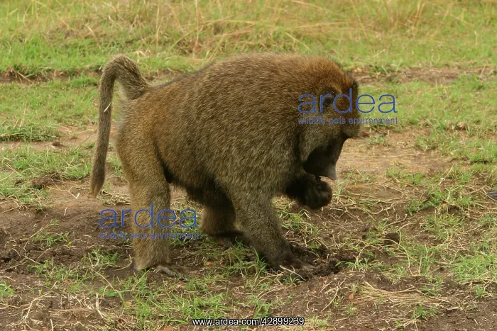 : Olive Baboon - foraging in faeces : Olive Baboon - foraging in faeces