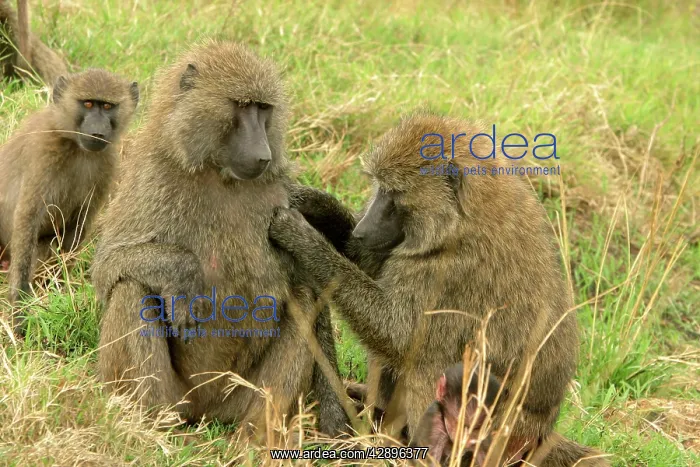 : Olive Baboon - Grooming : Olive Baboon - Grooming
