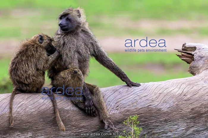 : Olive Baboon grooming Masai Mara National Reserve, Kenya : Olive Baboon grooming Masai Mara National Reserve, Kenya
