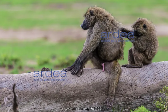 : Olive Baboon grooming Masai Mara National Reserve, Kenya : Olive Baboon grooming Masai Mara National Reserve, Kenya