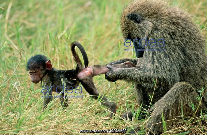  : Olive BABOON - grooming young; social bonding