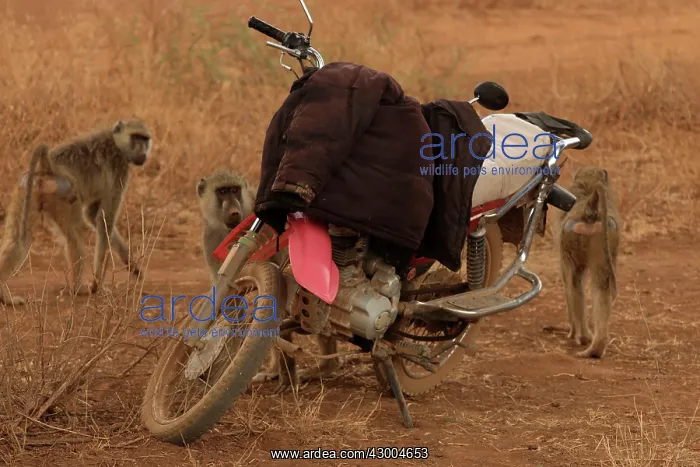 : Olive Baboon group investigating a motorcycle : Olive Baboon group investigating a motorcycle