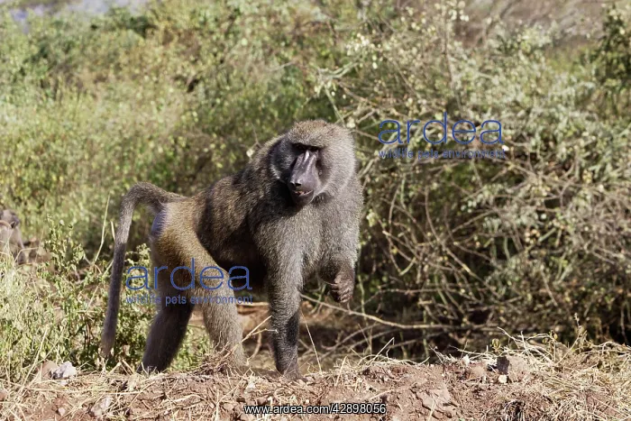 : Olive Baboon - male : Olive Baboon - male
