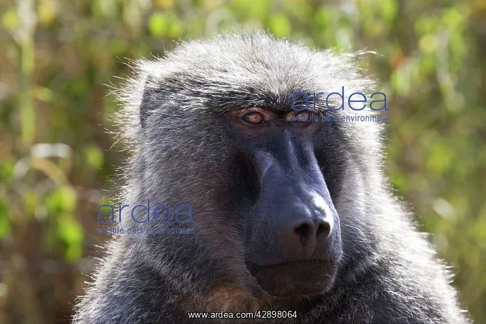 : Olive Baboon - male : Olive Baboon - male