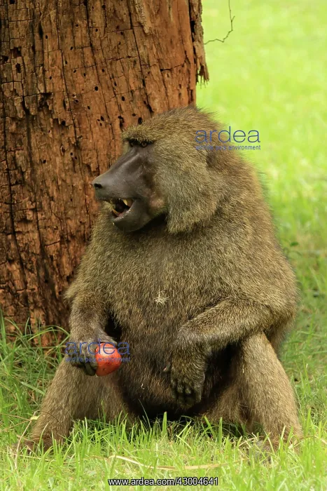 : Olive Baboon male sitting and eating fruit : Olive Baboon male sitting and eating fruit
