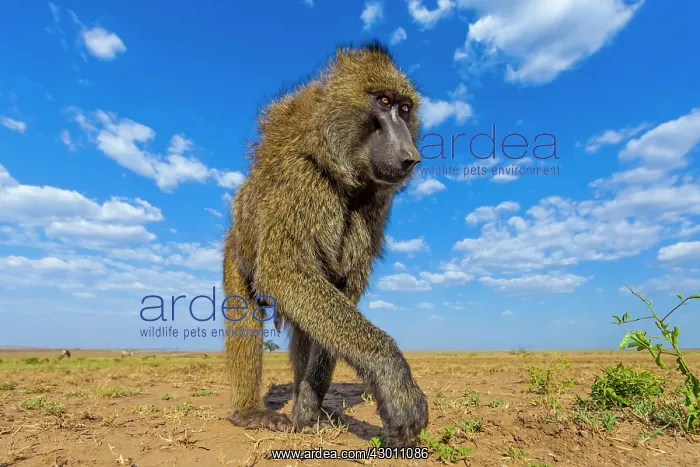  : Olive Baboon Masai Mara National Reserve, Kenya
