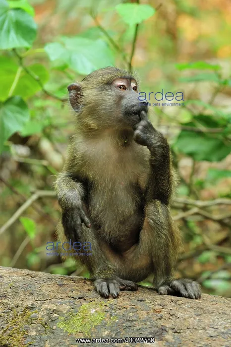 : Olive Baboon mother with baby juvenile : Olive Baboon mother with baby juvenile