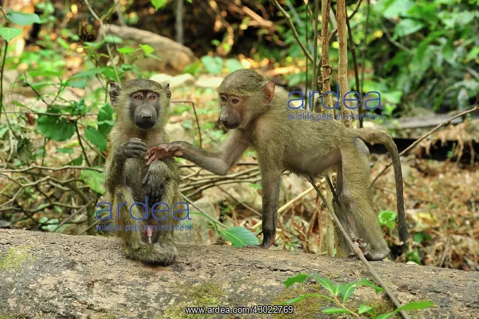: Olive Baboon mother with baby juveniles : Olive Baboon mother with baby juveniles