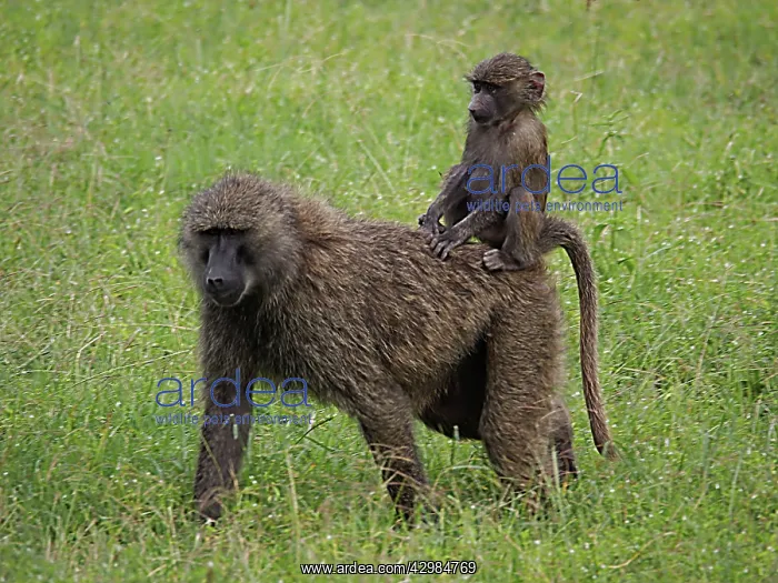 : Olive Baboon - mother carries child on her back : Olive Baboon - mother carries child on her back