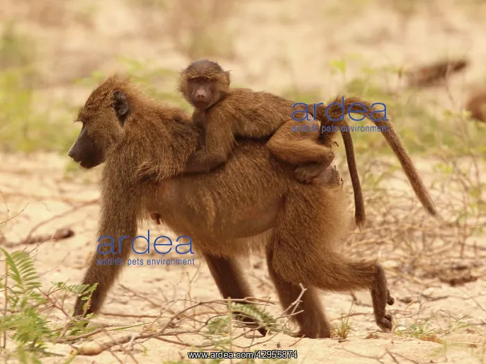 : Olive Baboon - mother with kid on back : Olive Baboon - mother with kid on back