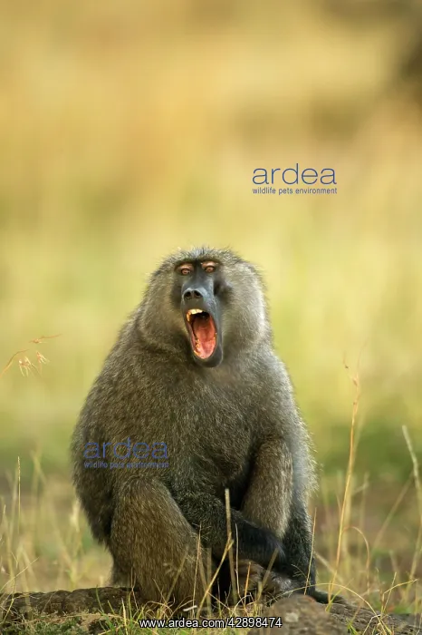 : Olive Baboon - with mouth open : Olive Baboon - with mouth open