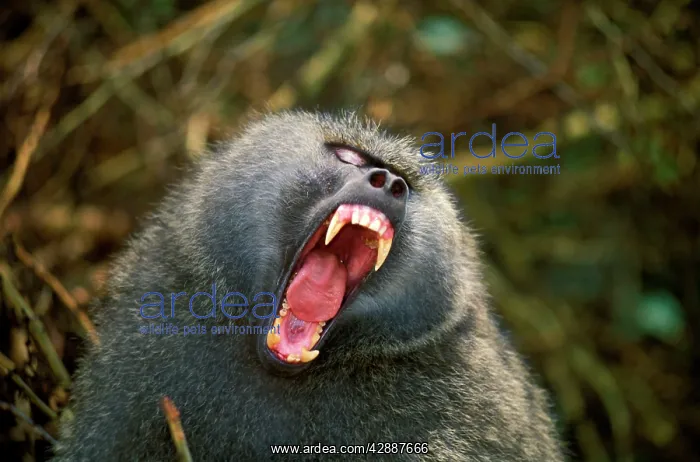  : Olive baboon - with mouth wide open