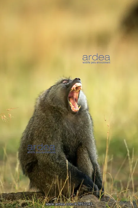 : Olive Baboon - with mouth wide open : Olive Baboon - with mouth wide open