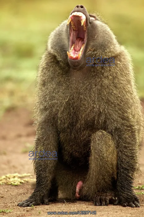 : Olive Baboon - with mouth wide open, showing penis : Olive Baboon - with mouth wide open, showing penis