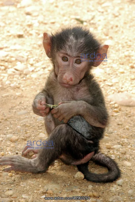: Olive Baboon - new baby : Olive Baboon - new baby