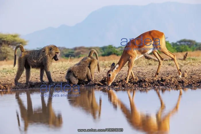 : Olive baboon (Papio anubis), also called the Anubis baboon : Olive baboon (Papio anubis), also called the Anubis baboon
