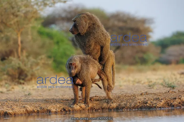: Olive baboon (Papio anubis), also called the Anubis baboon : Olive baboon (Papio anubis), also called the Anubis baboon