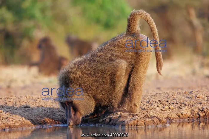: Olive baboon (Papio anubis), also called the Anubis baboon : Olive baboon (Papio anubis), also called the Anubis baboon