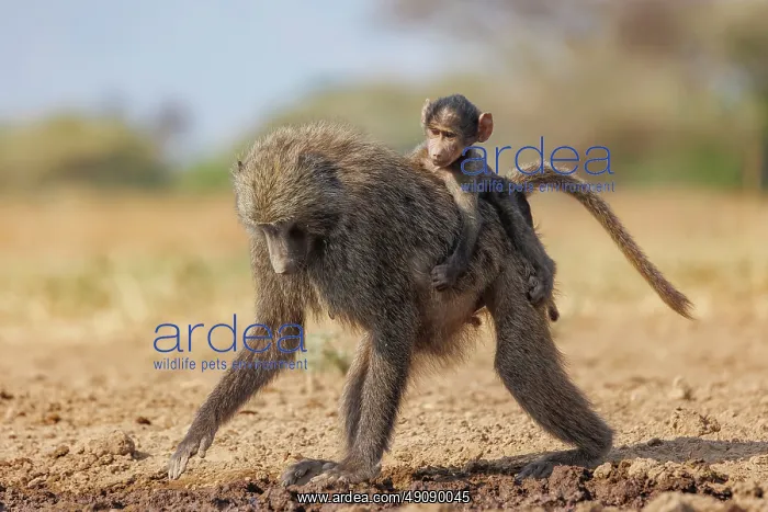 : Olive baboon (Papio anubis), also called the Anubis baboon : Olive baboon (Papio anubis), also called the Anubis baboon
