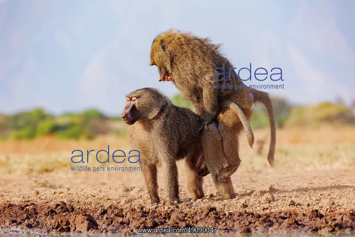 : Olive baboon (Papio anubis), also called the Anubis baboon : Olive baboon (Papio anubis), also called the Anubis baboon