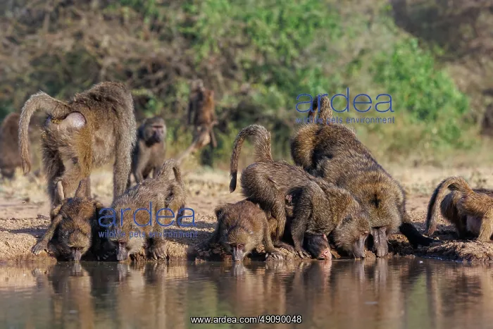 : Olive baboon (Papio anubis), also called the Anubis baboon : Olive baboon (Papio anubis), also called the Anubis baboon