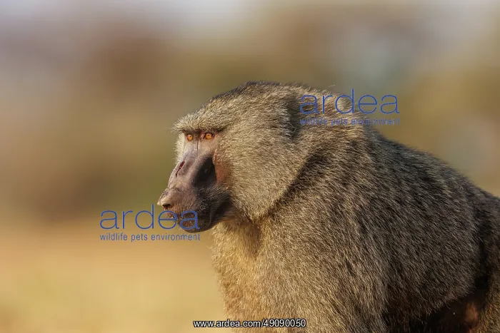 : Olive baboon (Papio anubis), also called the Anubis baboon : Olive baboon (Papio anubis), also called the Anubis baboon
