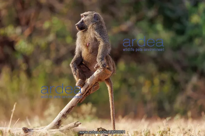 : Olive baboon (Papio anubis), also called the Anubis baboon : Olive baboon (Papio anubis), also called the Anubis baboon