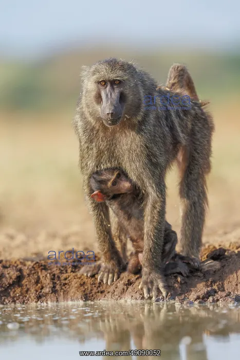 : Olive baboon (Papio anubis), also called the Anubis baboon : Olive baboon (Papio anubis), also called the Anubis baboon