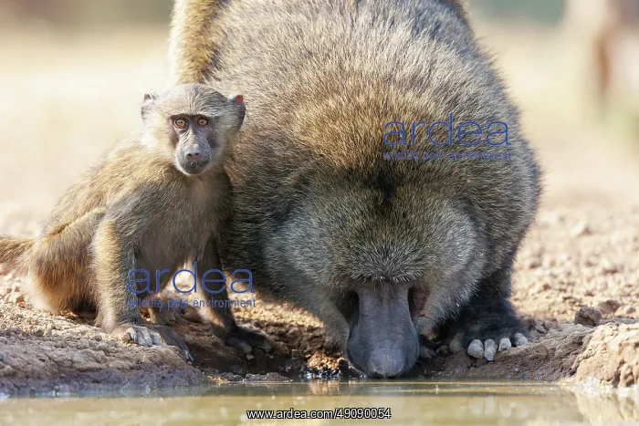 : Olive baboon (Papio anubis), also called the Anubis baboon : Olive baboon (Papio anubis), also called the Anubis baboon