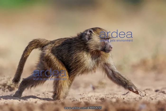 : Olive baboon (Papio anubis), also called the Anubis baboon : Olive baboon (Papio anubis), also called the Anubis baboon
