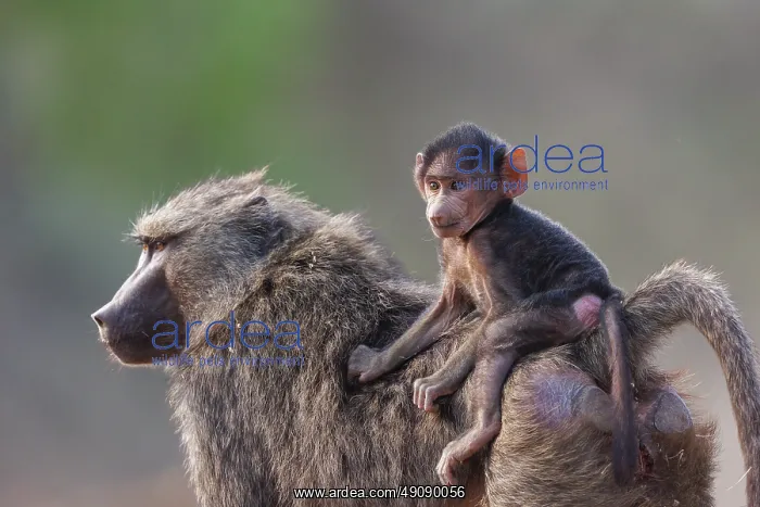 : Olive baboon (Papio anubis), also called the Anubis baboon : Olive baboon (Papio anubis), also called the Anubis baboon