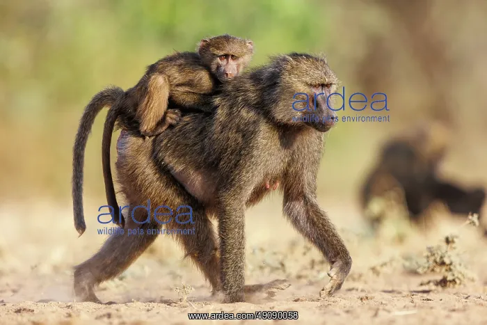 : Olive baboon (Papio anubis), also called the Anubis baboon : Olive baboon (Papio anubis), also called the Anubis baboon