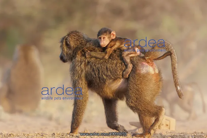: Olive baboon (Papio anubis), also called the Anubis baboon : Olive baboon (Papio anubis), also called the Anubis baboon