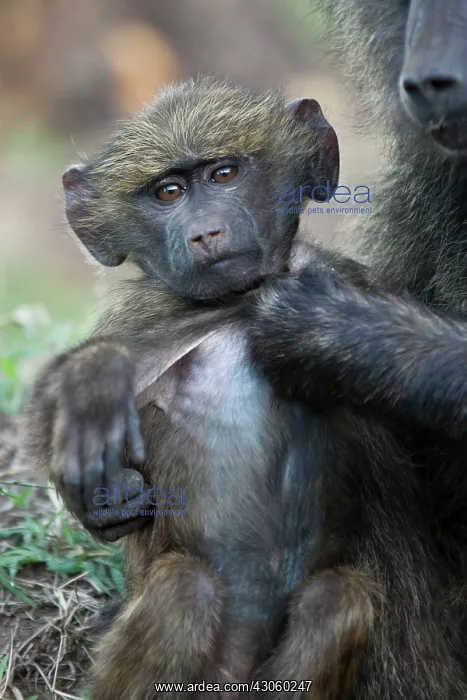 : Olive Baboon, Papio anubis, Lake Nakuru : Olive Baboon, Papio anubis, Lake Nakuru