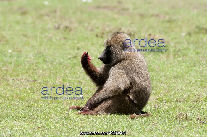 : Olive Baboon (Papio anubis), Maasai Mara : Olive Baboon (Papio anubis), Maasai Mara