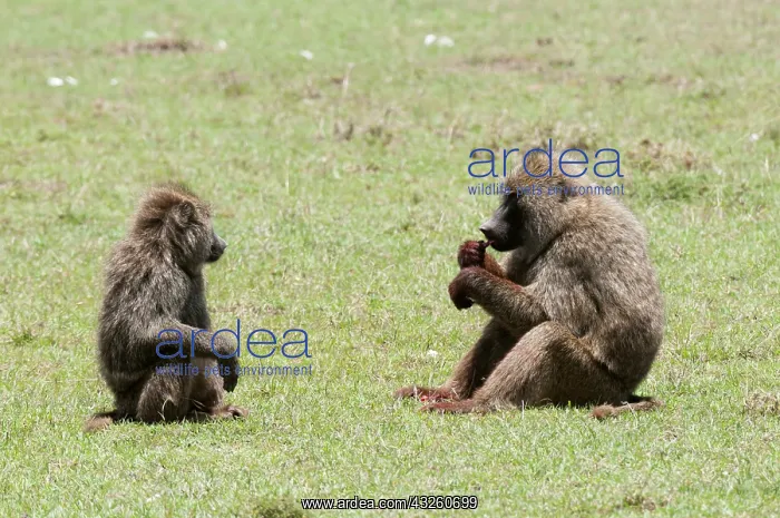  : Olive Baboon (Papio anubis), Maasai Mara