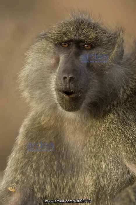 : Olive Baboon, Papio anubis in the Masai : Olive Baboon, Papio anubis in the Masai