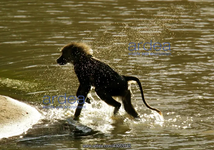  : Olive Baboon, Papio anubis in the Masai