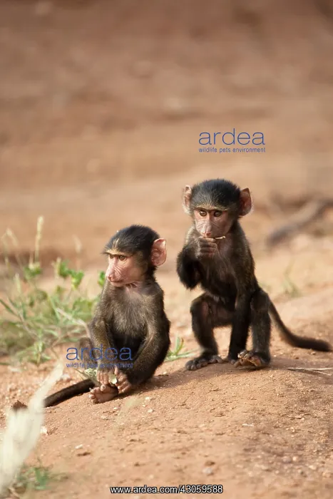 : Olive Baboon, Papio anubis, a pair of young : Olive Baboon, Papio anubis, a pair of young