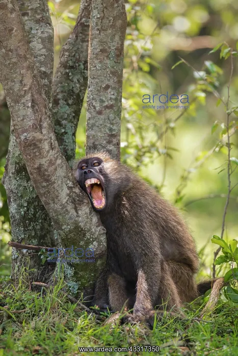 : Olive baboon (Papio anubis) relaxing, yawning, open : Olive baboon (Papio anubis) relaxing, yawning, open