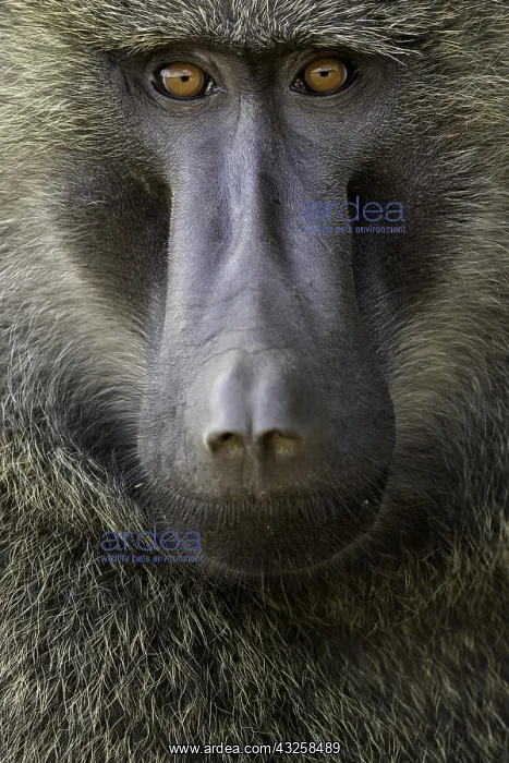  : An Olive Baboon (Papio anubis) rests in the shade