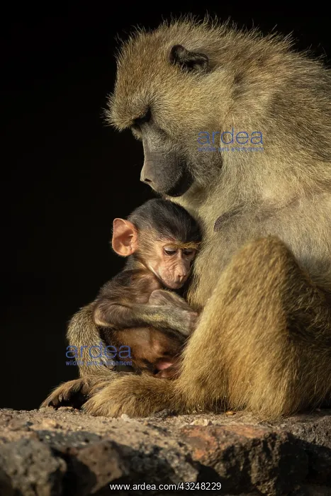 : Olive baboon (Papio anubis) and its youngster : Olive baboon (Papio anubis) and its youngster