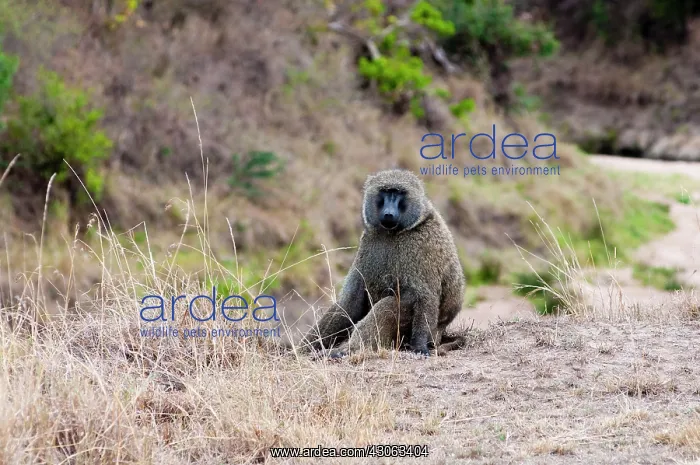 : Olive baboon (Papio cynocephalus anubis) : Olive baboon (Papio cynocephalus anubis)